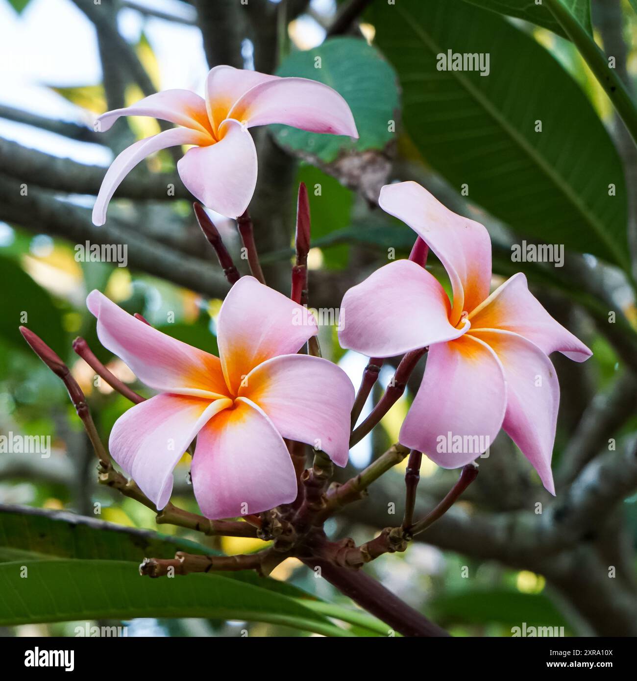 Fiori rosa Plumeria pudica con messa a fuoco selettiva, primo piano e sfondo sfocato Foto Stock