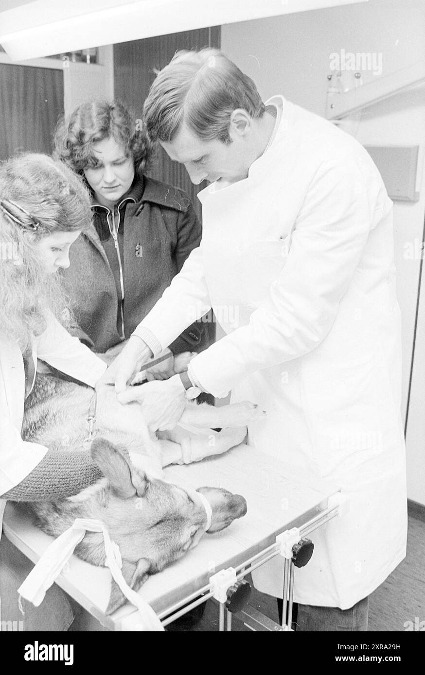 Giornata con il veterinario De Boer Haarlem, allevamento, 24-03-1977, Whizgle Dutch News: Immagini storiche su misura per il futuro. Esplora il passato dei Paesi Bassi con prospettive moderne attraverso le immagini delle agenzie olandesi. Colmare gli eventi di ieri con gli approfondimenti di domani. Intraprendi un viaggio senza tempo con storie che plasmano il nostro futuro. Foto Stock