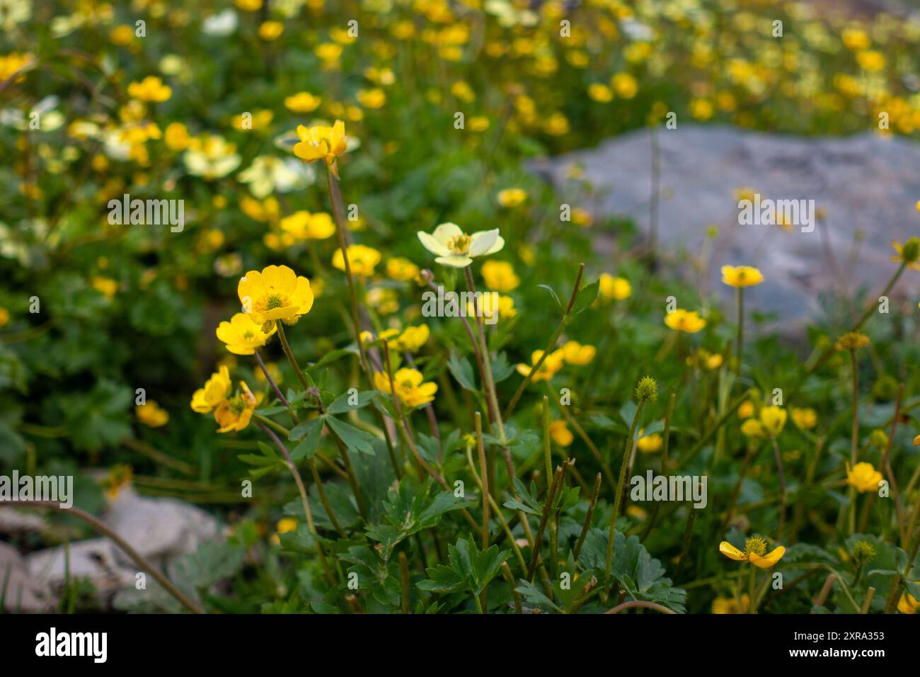 Scopri l'Anemone parviflora, il piccolo anemone fiorito, una bellezza erbacea nella Valle Chamba dell'Himachal Pradesh, Himalaya. Foto Stock