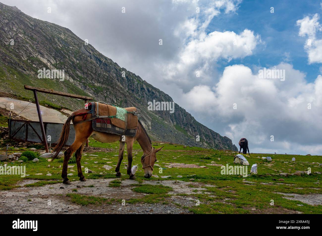 Cavalli di montagna e muli che pascolano nell'Himalaya superiore dell'Himachal Pradesh, India. Questi animali sono essenziali per il trasporto di provviste a distanza Foto Stock