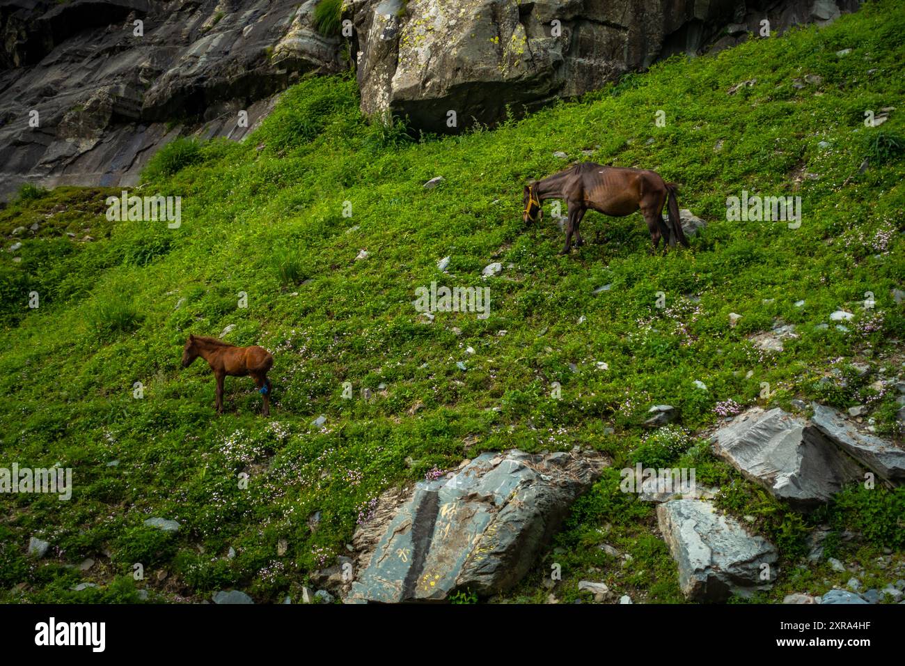 Un paio di cavalli di montagna e muli con i loro puledri pascolano nell'Himalaya superiore dell'Himachal Pradesh, India. Questi animali svolgono un ruolo cruciale Foto Stock