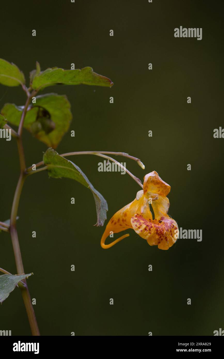 Arancio balsamo (Impatiens capensis) fioraio pianta non autoctona Norfolk agosto 2024 Foto Stock