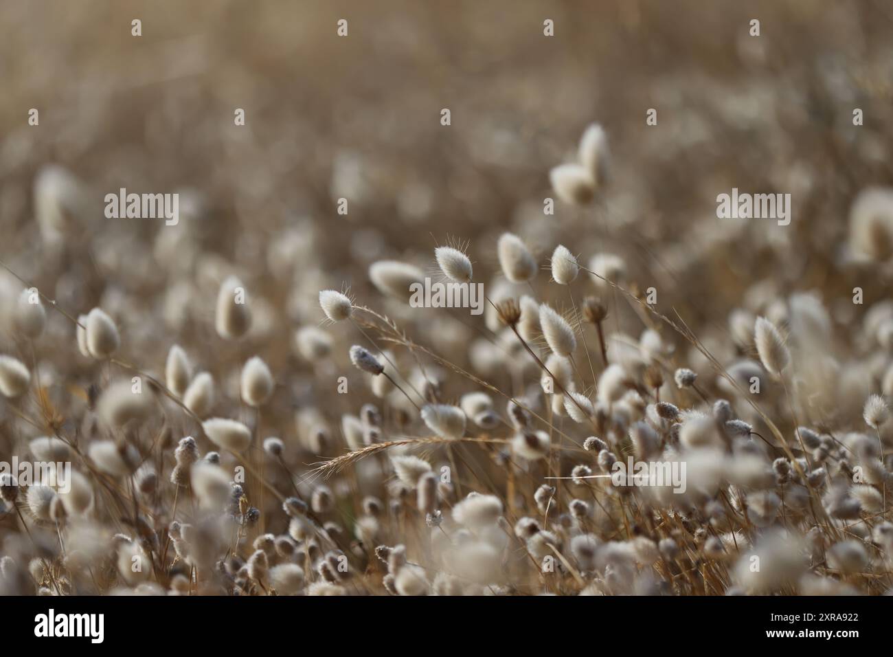Primo piano dell'erba alta di Lepre (Lagurus ovatus) Foto Stock