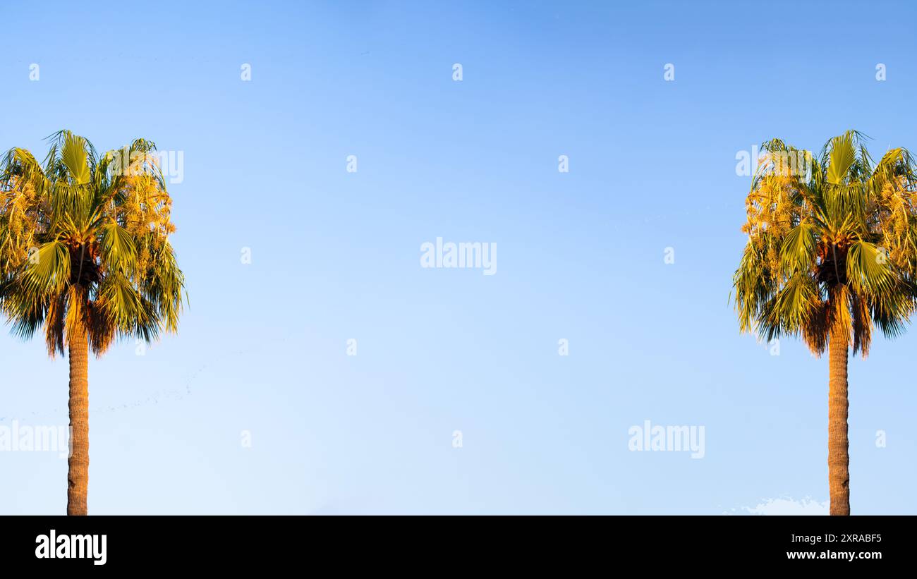 Due palme sullo sfondo blu del cielo. Significato metaforico tropicale ed esotico dell'isola. Vibrazioni estive. Palme in uno spazio negativo. Spazio di copia, vuoto. Foto Stock