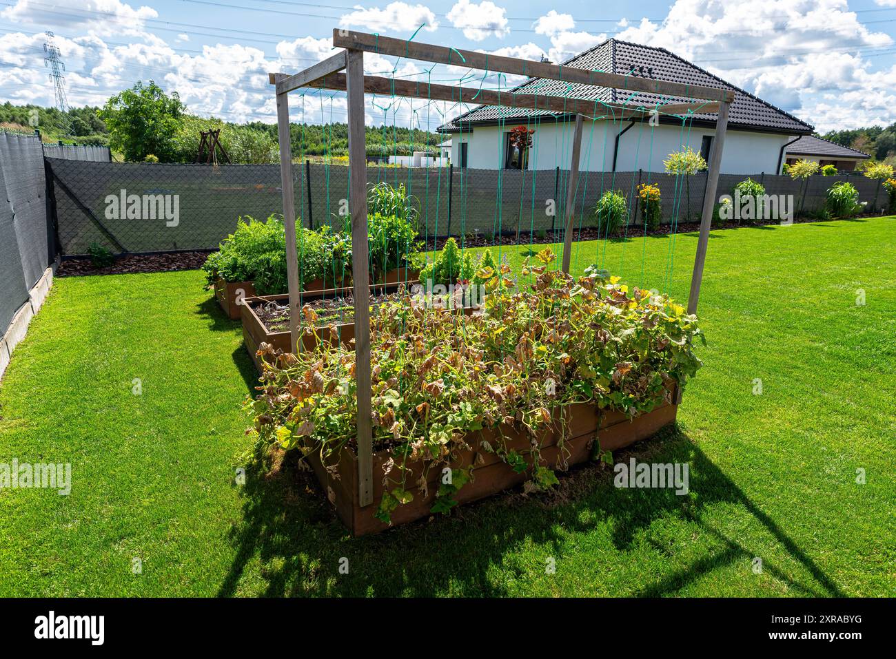 Cetrioli danneggiati dalla malattia, foglie secche e gialle nelle coltivazioni domestiche in Polonia. Foto Stock