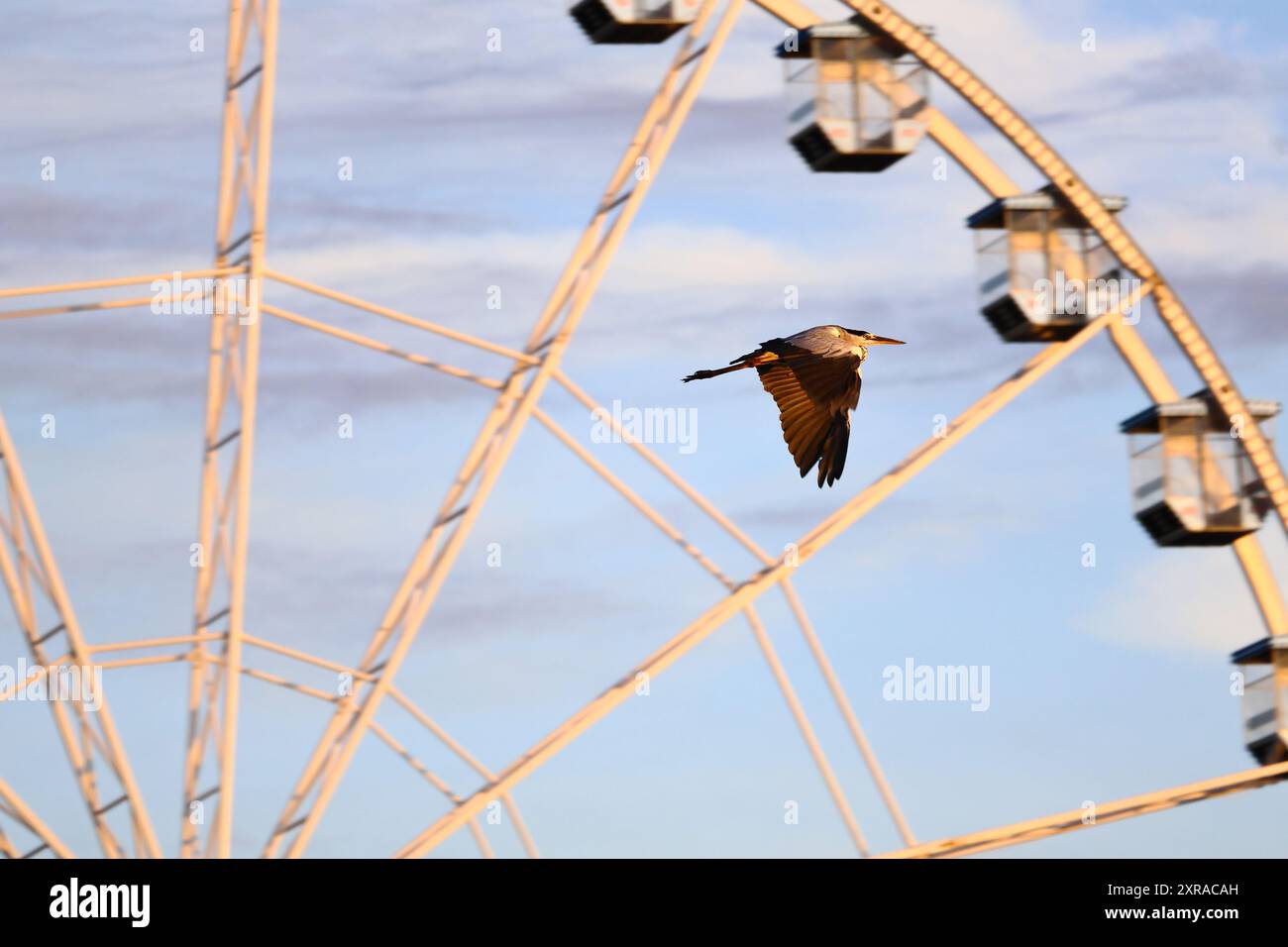 Graureiher im Flug vor Riesenrad Foto Stock