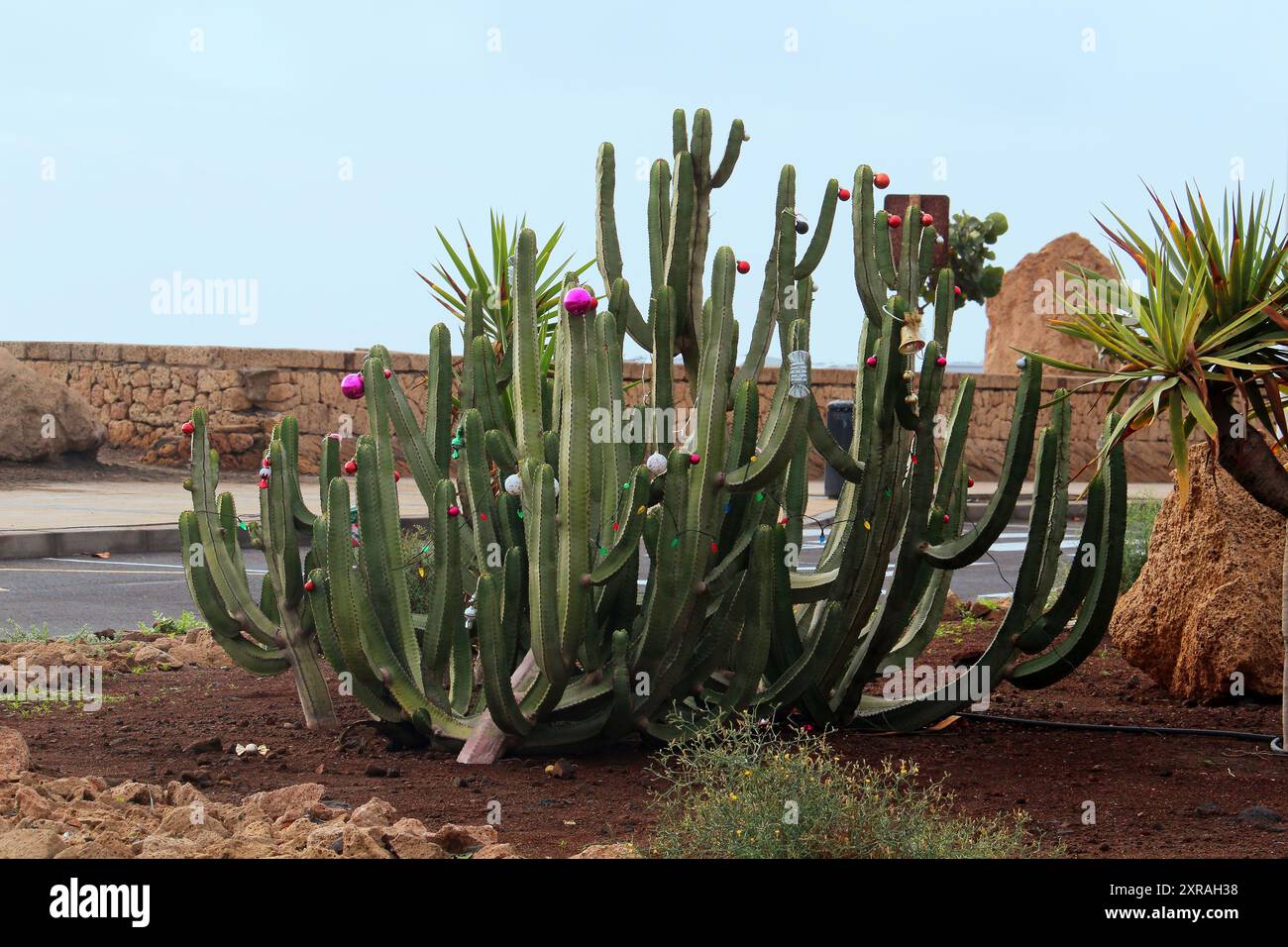 Euphorbia canariensis nativa con decorazione dell'albero di Natale, Isole Canarie, Spagna Foto Stock