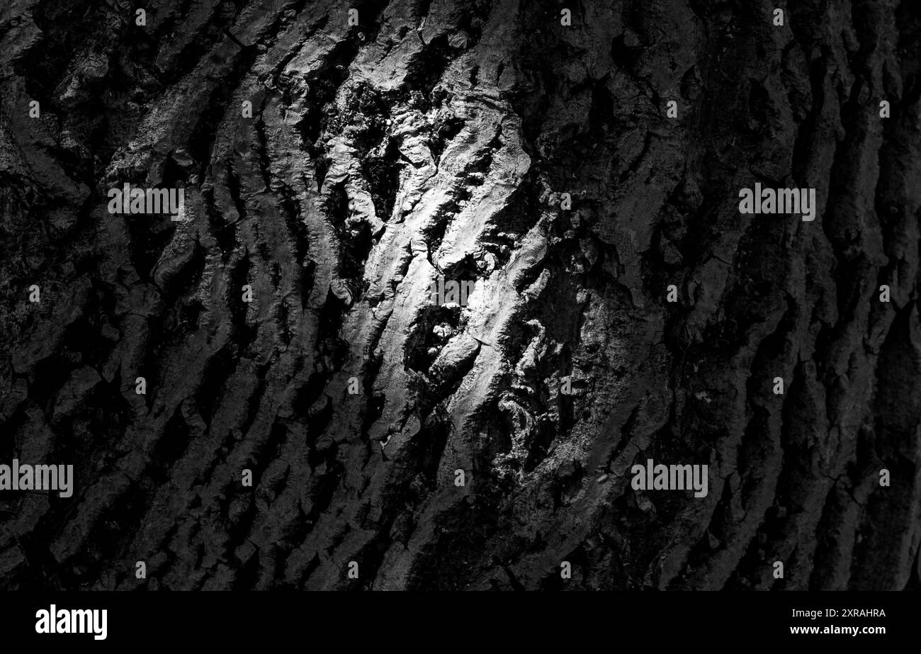 Crosta illuminata di un vecchio albero. Nel mezzo. Ripetizione e trama. Dettagli monocromatici. Foto Stock
