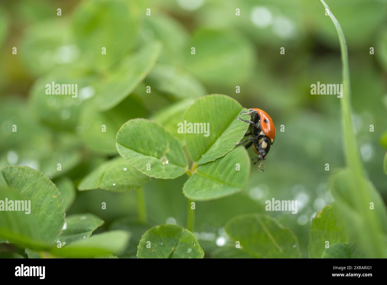 Un coccinello che scorre intorno a un trifoglio con una sola goccia di rugiada su quel trifoglio con più trifoglio e scongelare sullo sfondo Foto Stock