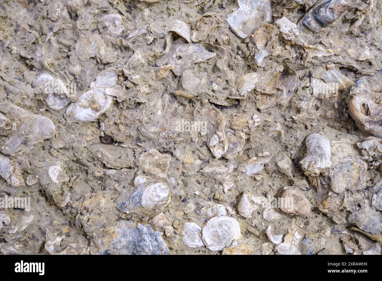 Dettaglio dei molluschi fossili del Miocene. Foto Stock