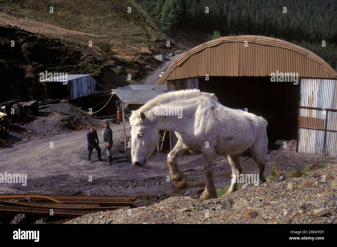 Pony dei PIT. Nant-y-Cafn, West Glamorgan, Galles, Regno Unito, anni 1990 Nant-y-Cafn Colliery una miniera di carbone a cielo aperto gallese di proprietà privata che ancora usava il tradizionale Pony Pit. 1990 HOMER SYKES Foto Stock