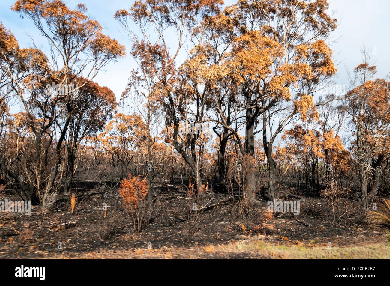 Accanto a un'autostrada si trova un gruppo di alberi di gomma blu della Tasmania con il loro fogliame in colori oro autunnali e tronchi di alberi bruciati anneriti causati da un recente bu Foto Stock