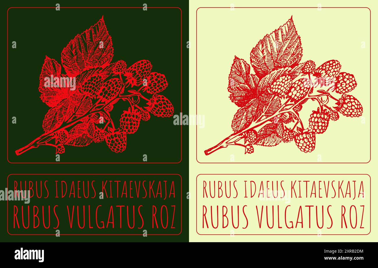Disegno vettoriale RUBUS IDAEUS KITAEVSKAJA. Illustrazione disegnata a mano. Il nome latino è RUBUS VULGATUS ROZ. Illustrazione Vettoriale