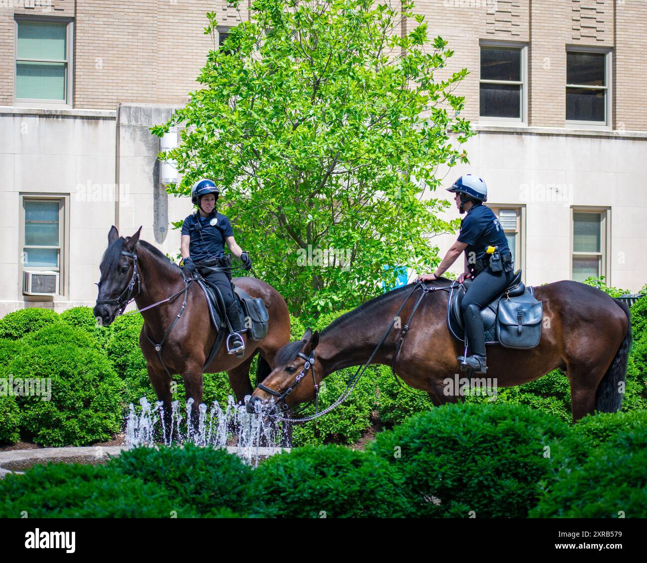 Interpretazione generica di cavalli della polizia alla fontana nel piccolo parco cittadino Foto Stock