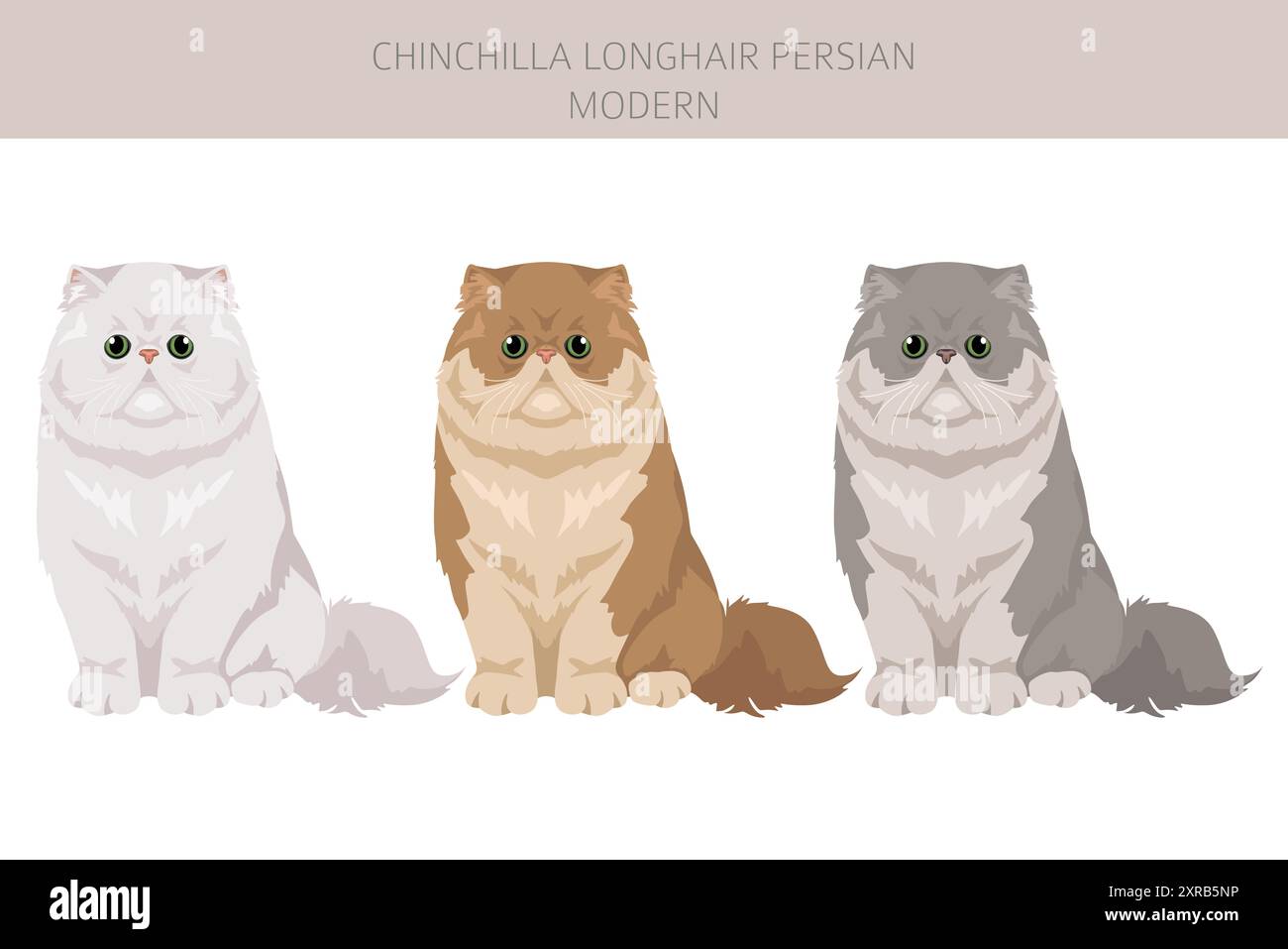 Chinchilla Persiano Longhair Modern Cat clipart. Set di colori per tutti i rivestimenti. Infografica sulle caratteristiche di tutte le razze di gatto. Illustrazione vettoriale Illustrazione Vettoriale