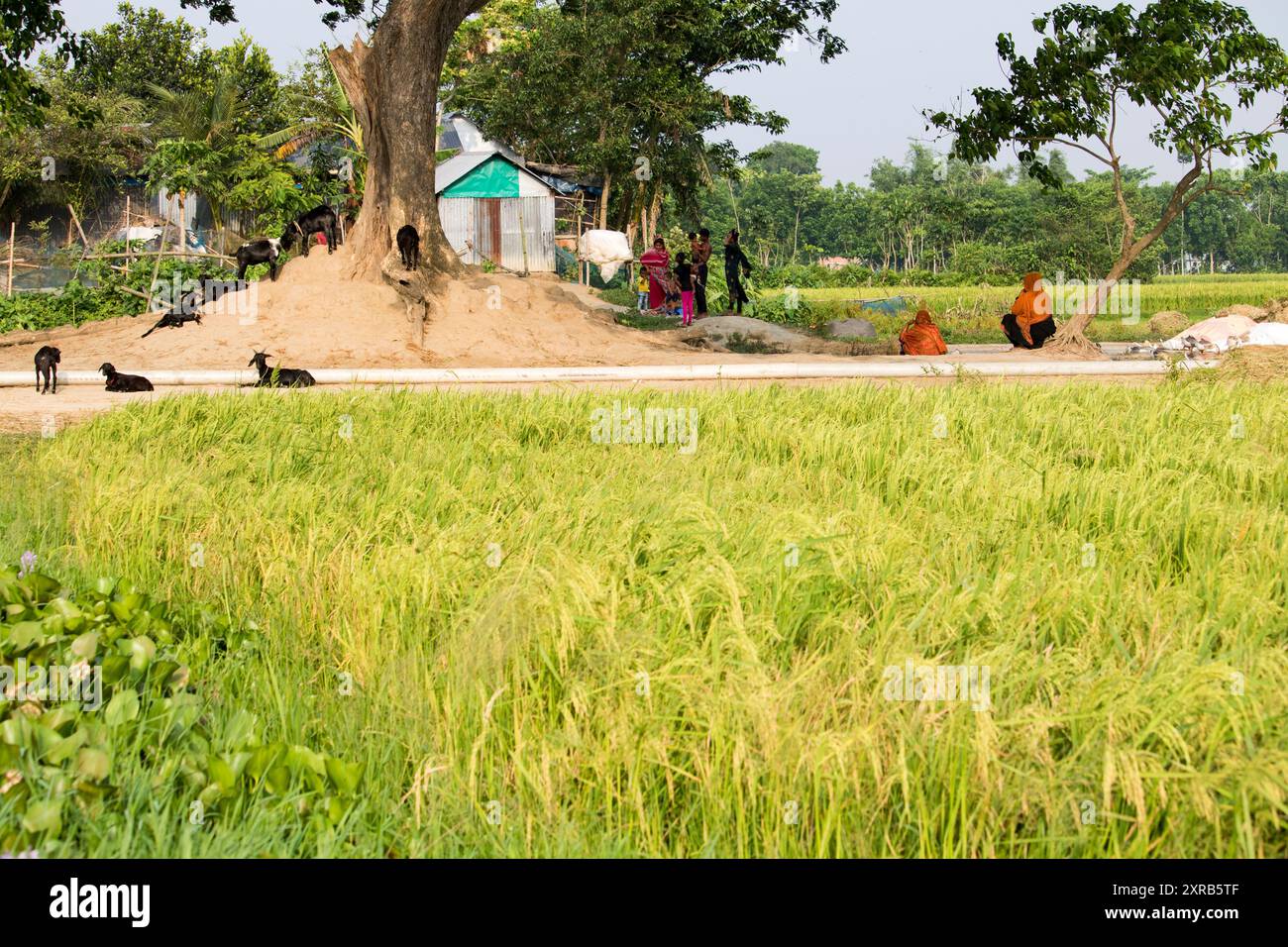 Nobinagor, Bangladesh - 22 aprile 2024: Agricoltori che lavorano su risaie, risaia in un villaggio in Bangladesh. Foto Stock