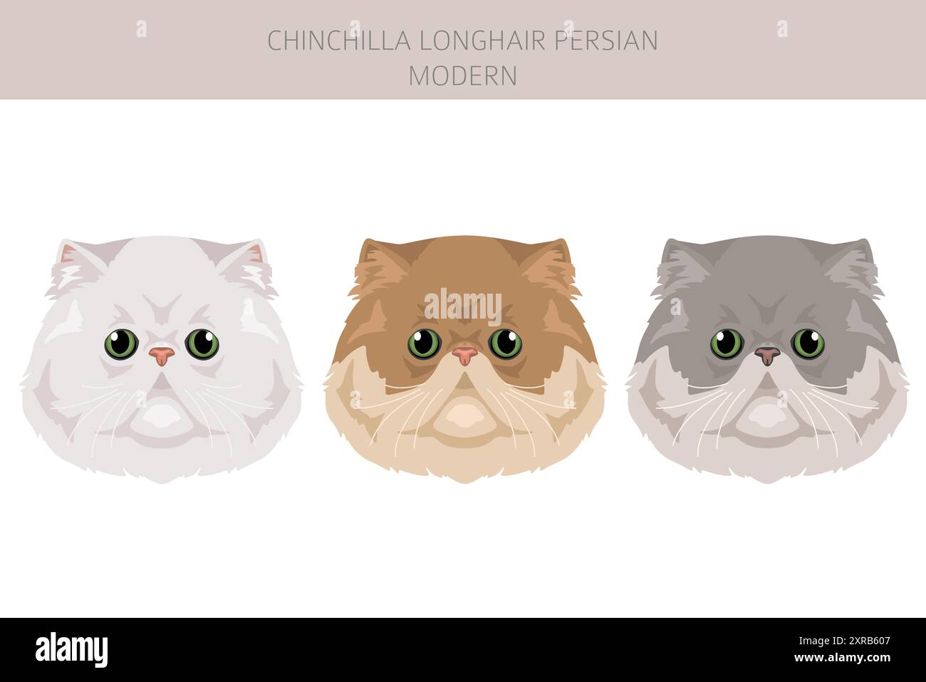 Chinchilla Persiano Longhair Modern Cat clipart. Set di colori per tutti i rivestimenti. Infografica sulle caratteristiche di tutte le razze di gatto. Illustrazione vettoriale Illustrazione Vettoriale