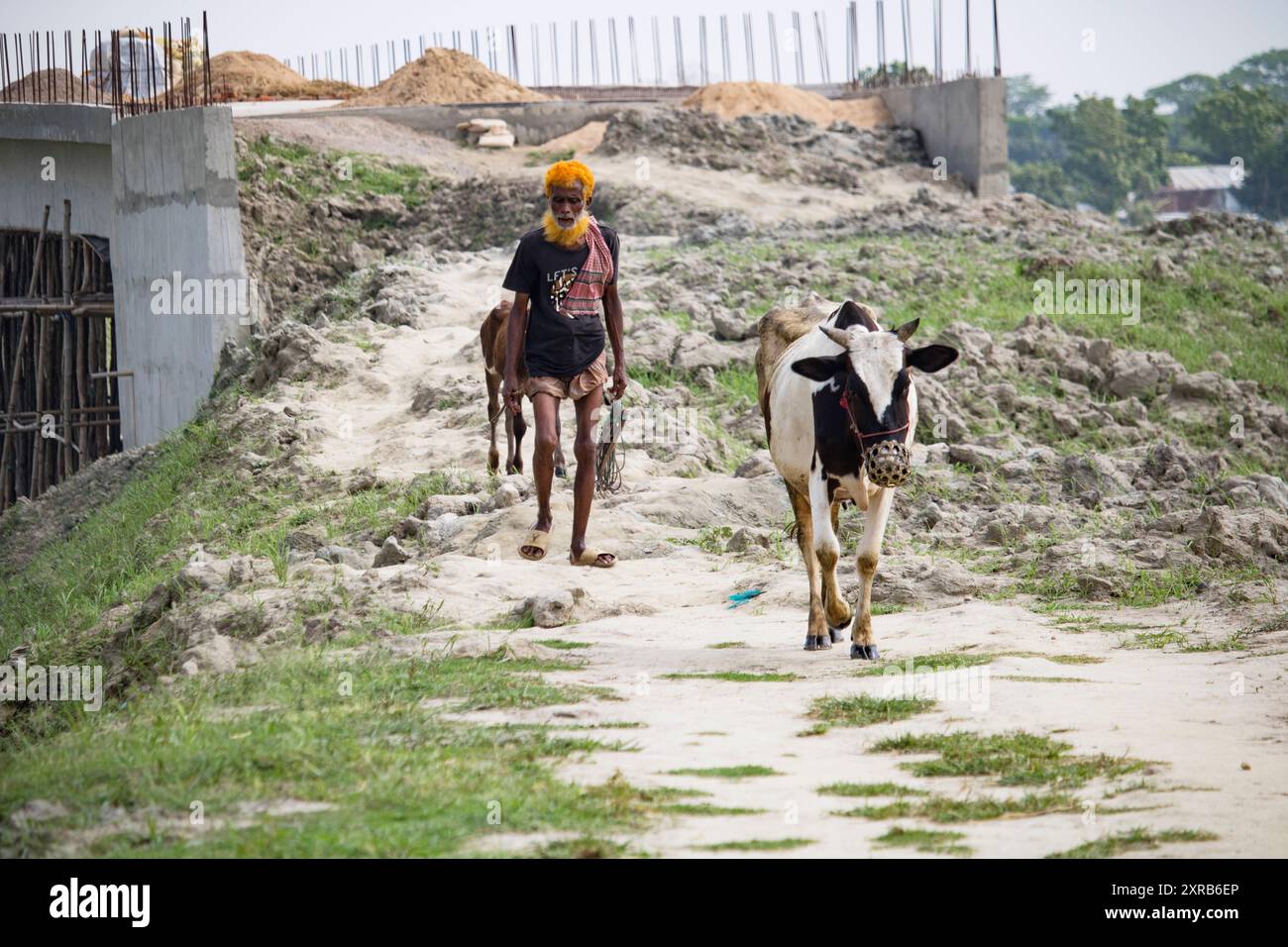 Contadino bengalese con mucche sulla strada vanno a depositare. La vita rurale quotidiana dei contadini. Bangladesh - 22 aprile 2024 Foto Stock