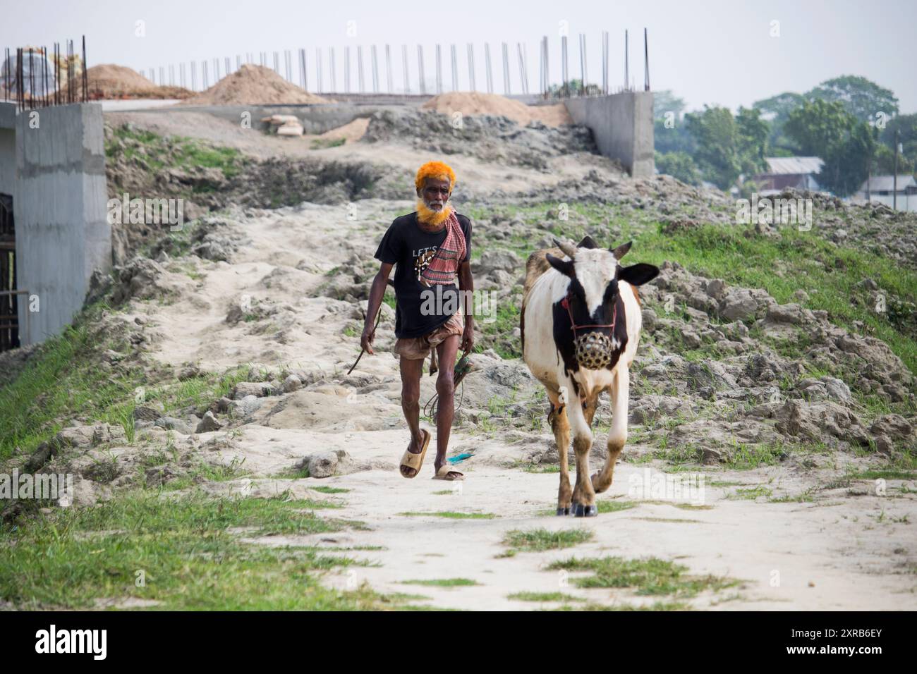 Contadino bengalese con mucche sulla strada vanno a depositare. La vita rurale quotidiana dei contadini. Bangladesh - 22 aprile 2024 Foto Stock