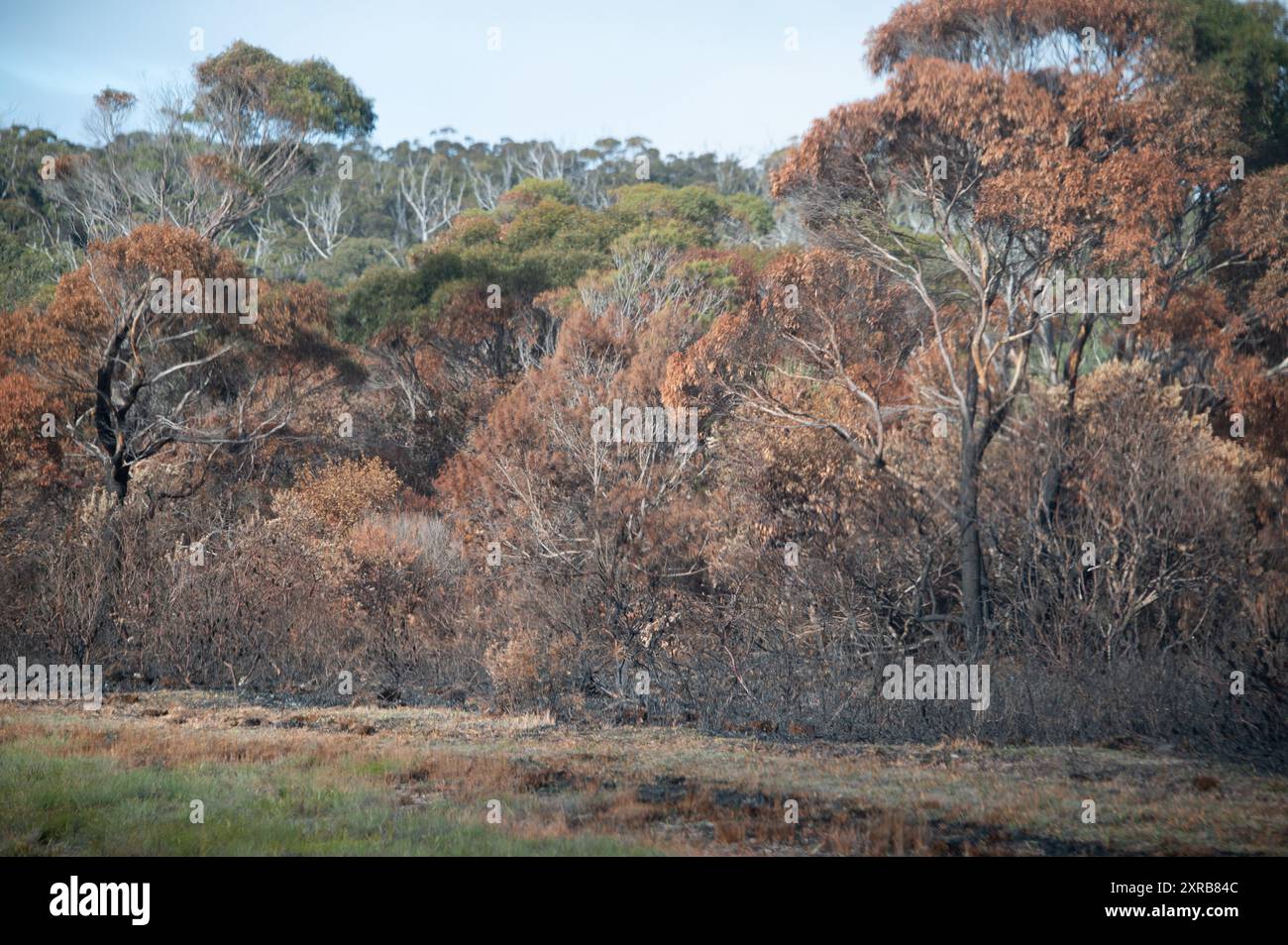 Accanto a un'autostrada si trova un gruppo di alberi di gomma blu della Tasmania con il loro fogliame in colori oro autunnali e tronchi di alberi bruciati anneriti causati da un recente bu Foto Stock