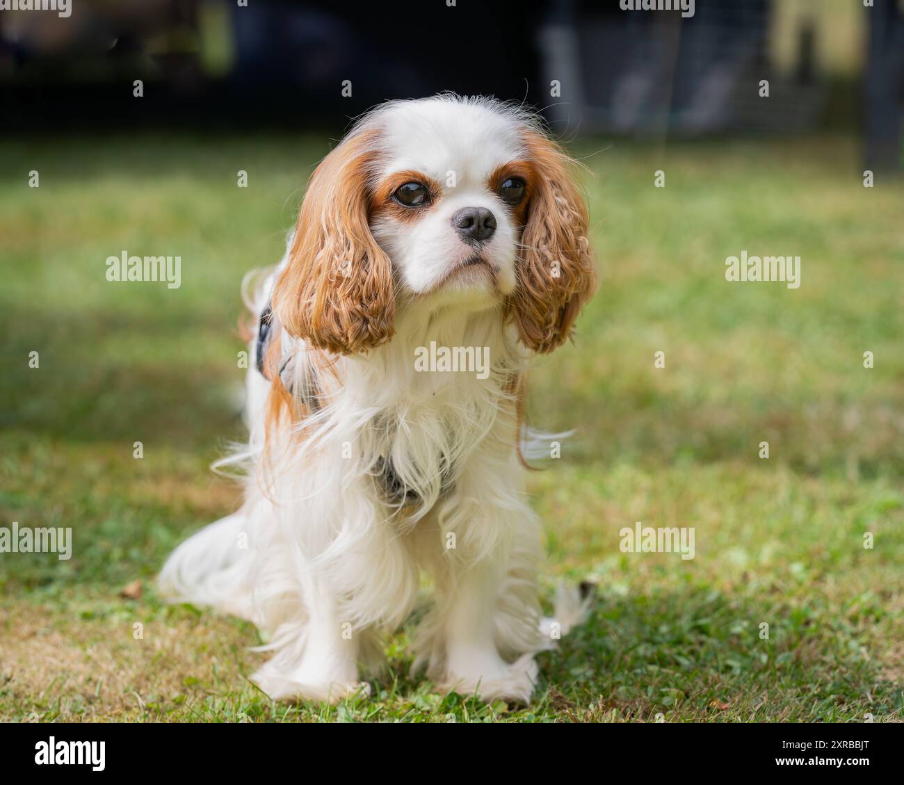 Cavalier di razza bianca-rossa-rossa-re Charles Spaniel, ritratto. Blenheim color Cavalier King Charles Spaniel cane nella natura in una giornata di sole. Foto Stock