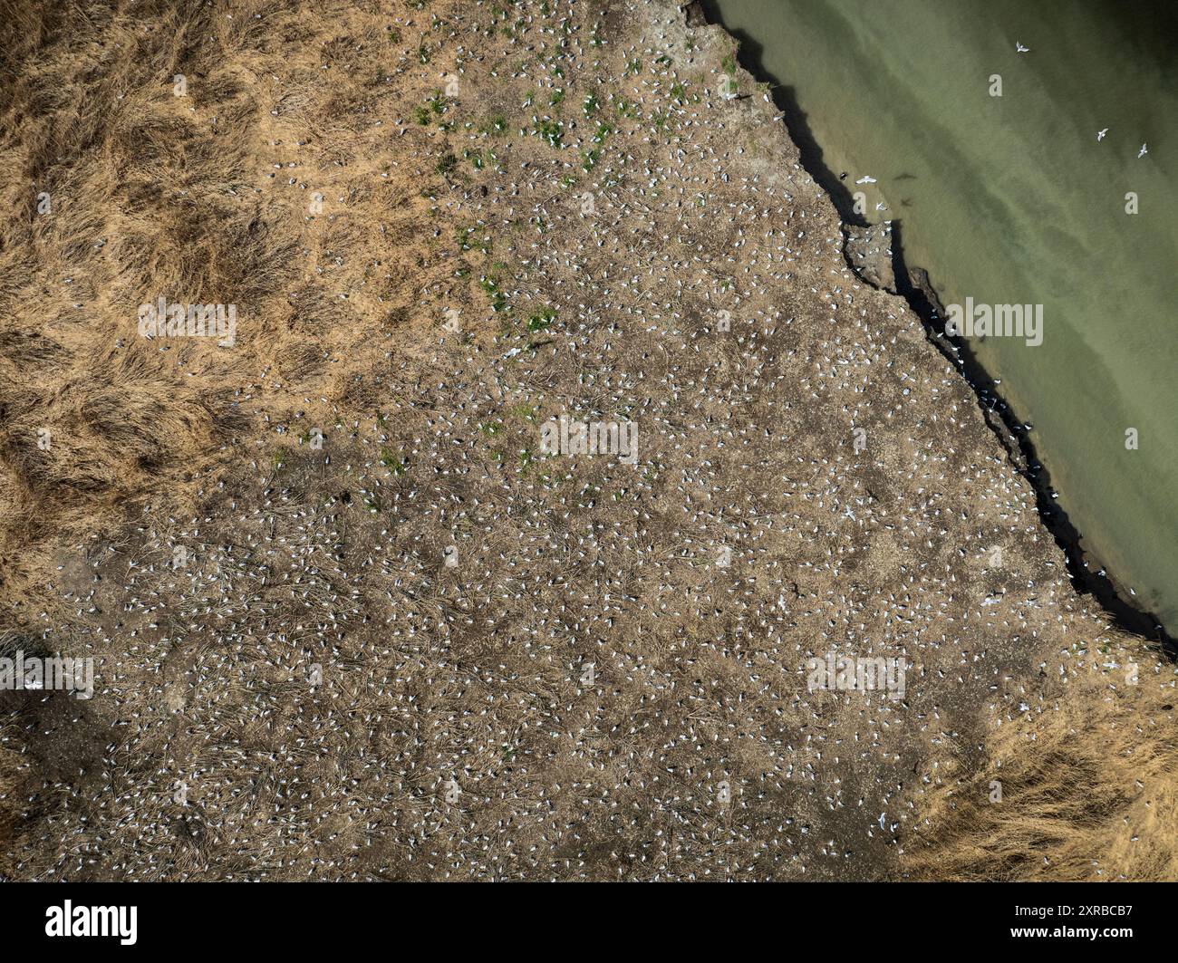 Vista aerea dell'isola e della colonia di gabbiani sul fiume San Lorenzo Foto Stock