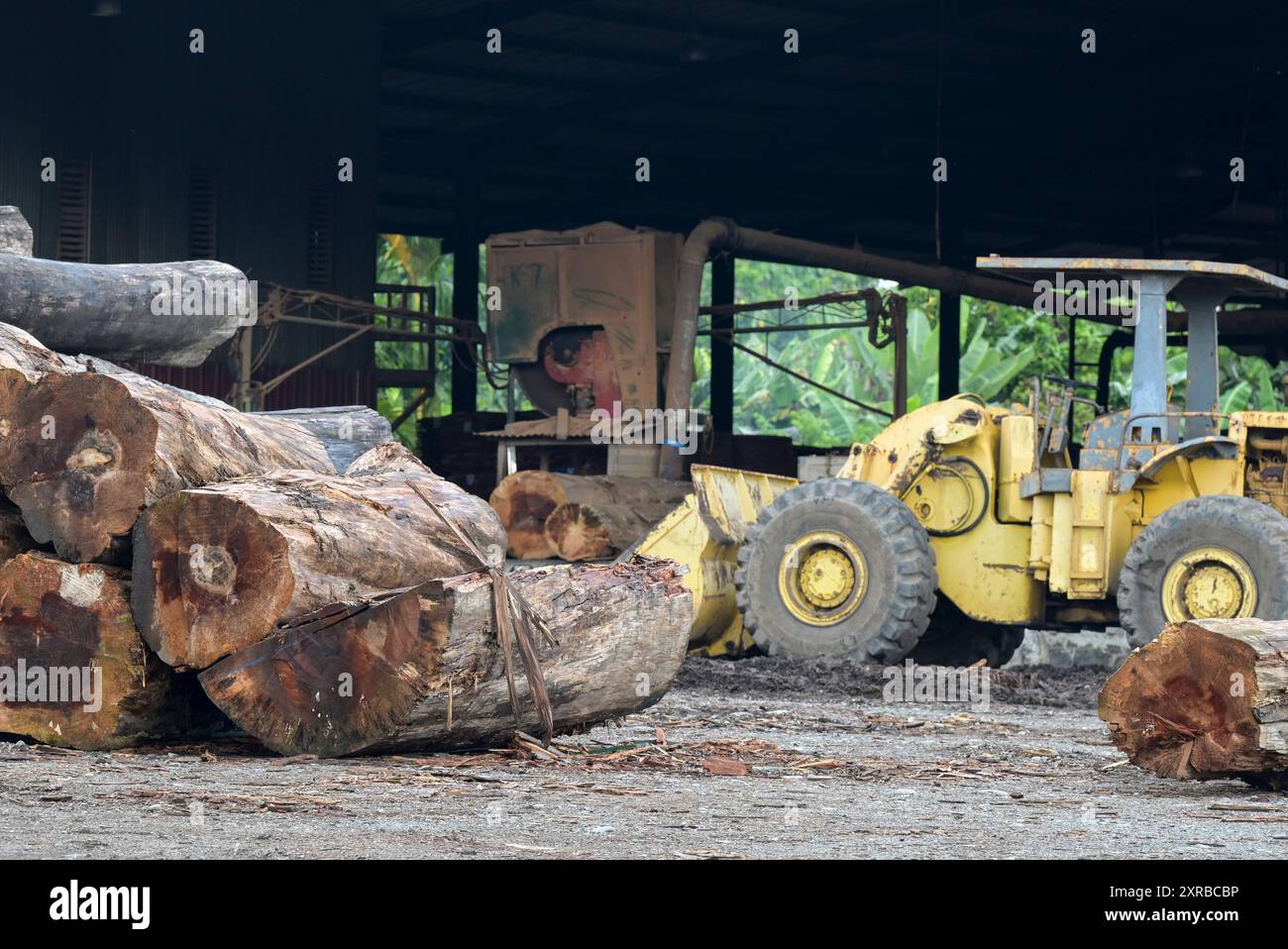 PAPUA NUOVA GUINEA, Madang, società di legname Madang Timbers Pty. Ltd. Di proprietà di malaysian Woodbank Pacific Limited e WTK Group / PAPUA NEUGUINEA, Madang, Forst- und Holzfirma Madang Timbers Pty. Ltd Foto Stock