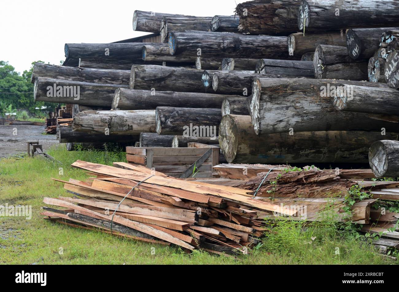 PAPUA NUOVA GUINEA, Madang, società di legname Madang Timbers Pty. Ltd. Di proprietà di malaysian Woodbank Pacific Limited e WTK Group / PAPUA NEUGUINEA, Madang, Forst- und Holzfirma Madang Timbers Pty. Ltd Foto Stock