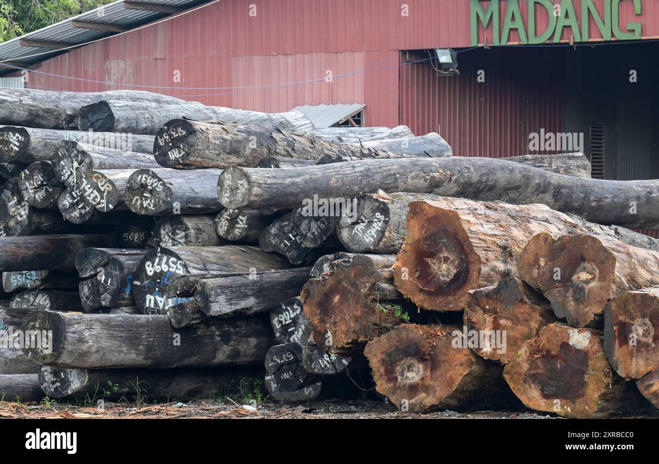 PAPUA NUOVA GUINEA, Madang, società di legname Madang Timbers Pty. Ltd. Di proprietà di malaysian Woodbank Pacific Limited e WTK Group / PAPUA NEUGUINEA, Madang, Forst- und Holzfirma Madang Timbers Pty. Ltd Foto Stock
