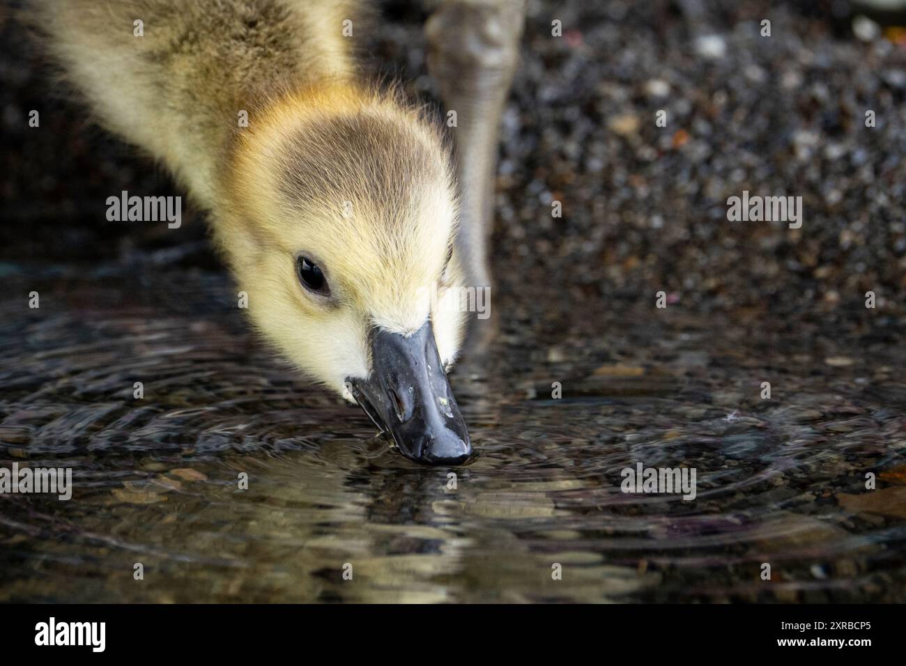 Un assetato Canada Goose gosling beve in un parco lungo il fiume St. Lawrence in Canada Foto Stock