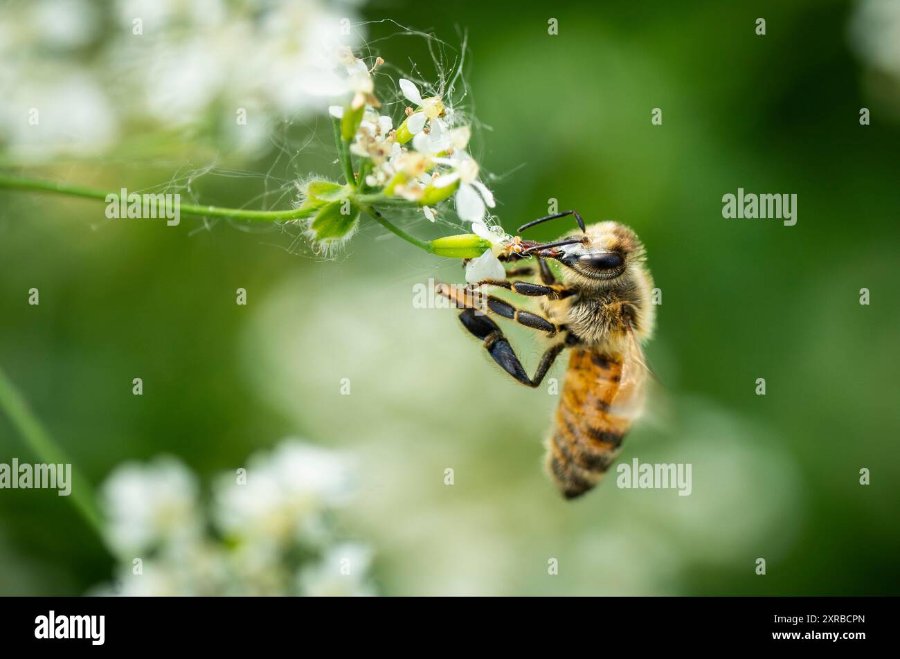 Api mellifere che si nutrono nei fiori di un parco cittadino Foto Stock