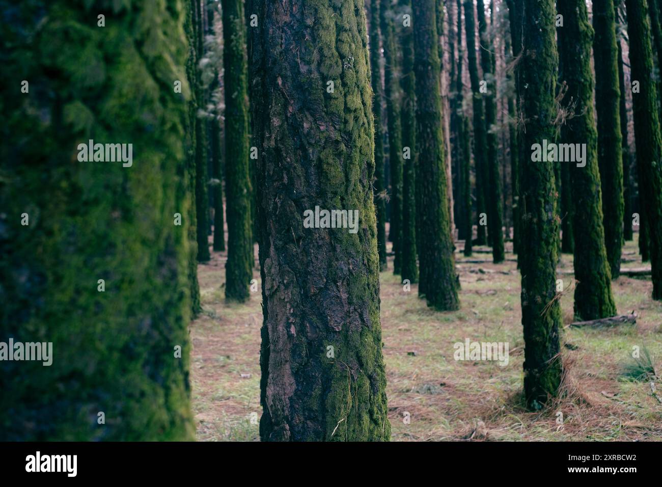 Amante della natura che abbraccia il tronco con muschio verde nella foresta tropicale. Sfondo verde naturale. Il concetto di persone ama la natura e protegge dalla deforestazione, dall'inquinamento o dal cambiamento climatico Foto Stock