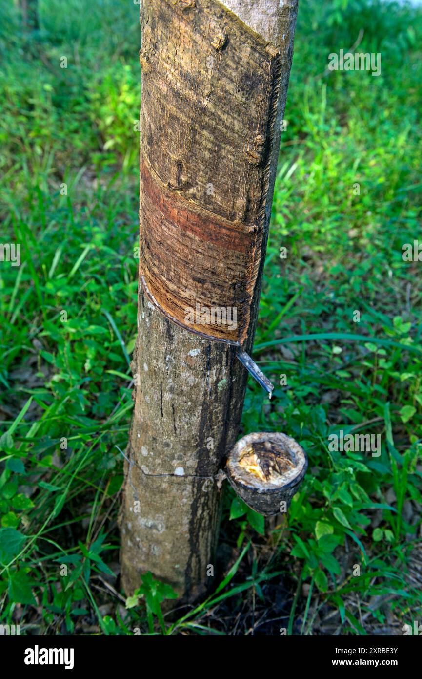 Albero di gomma scarificata (Hevea brasiliensis) con contenitore per la raccolta della linfa al lattice, estrazione della gomma naturale, Koh Samui, Thailandia Foto Stock