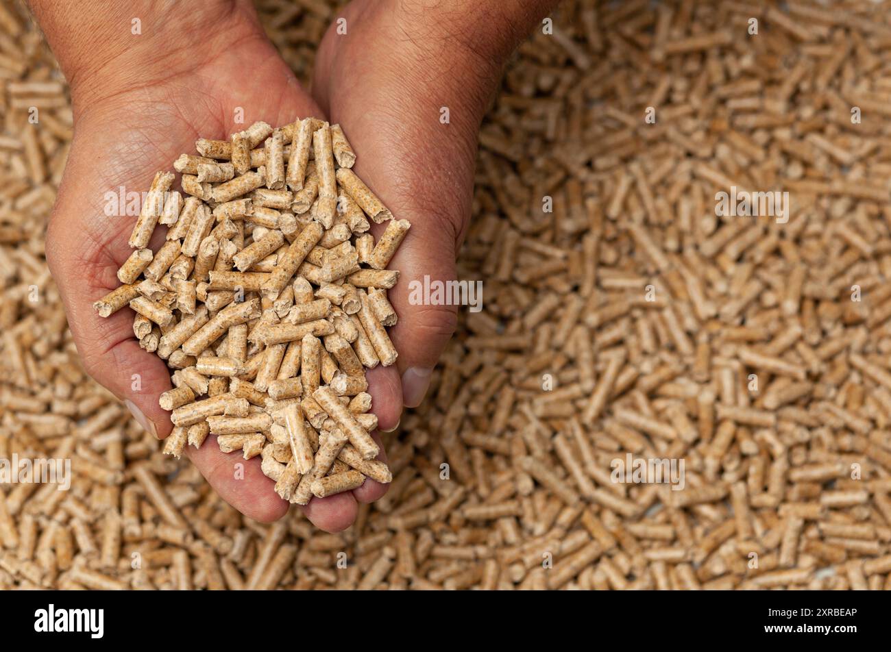 Biocarburanti alternativi da segatura pellet di legno in mani. Foto Stock