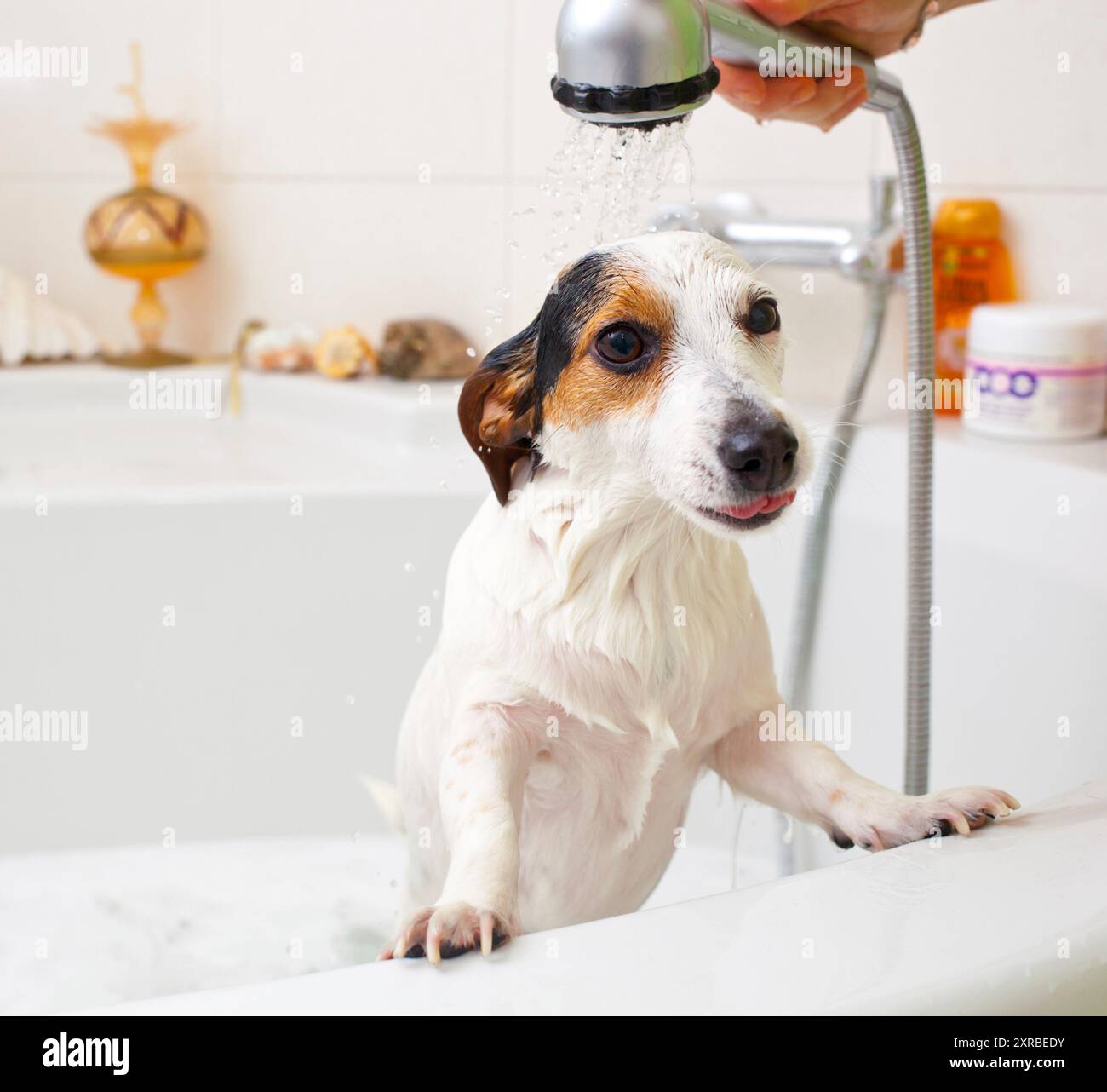 Jack Russell cane prendere un bagno in una vasca da bagno Foto Stock