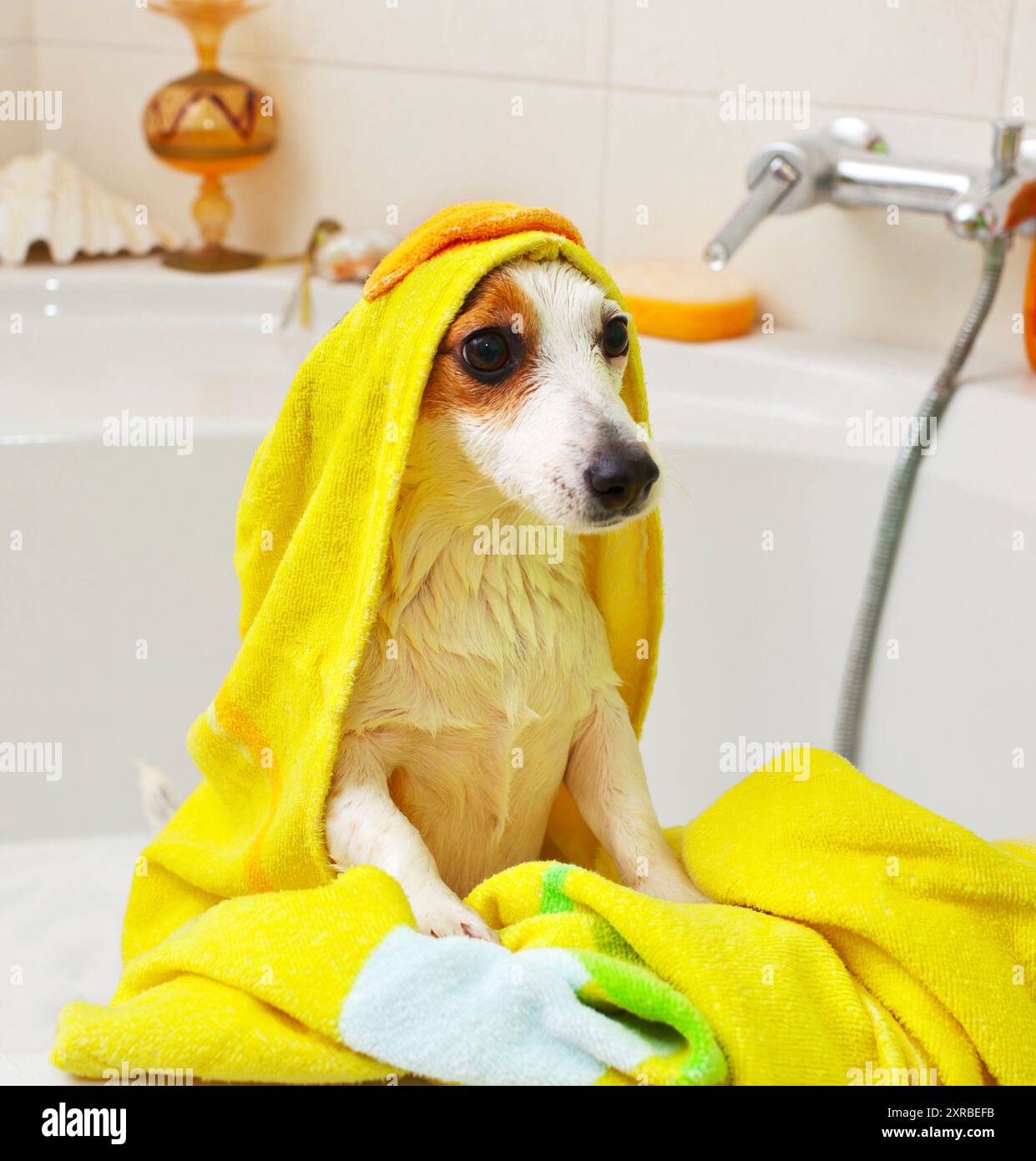Jack Russell cane prendere un bagno in una vasca da bagno Foto Stock