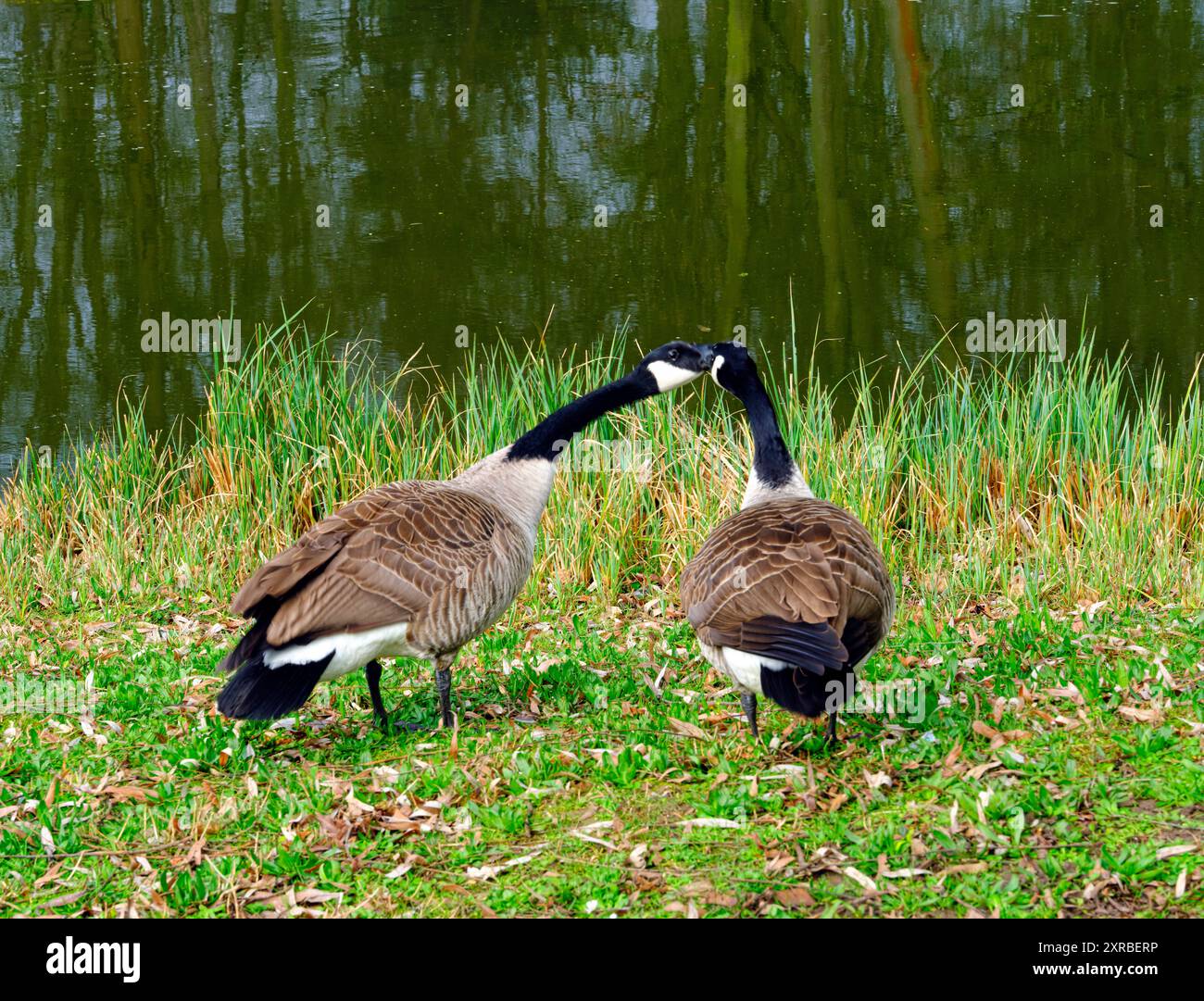 Europa, Germania, Canada oche sulla riva del lago, chiacchierare Foto Stock