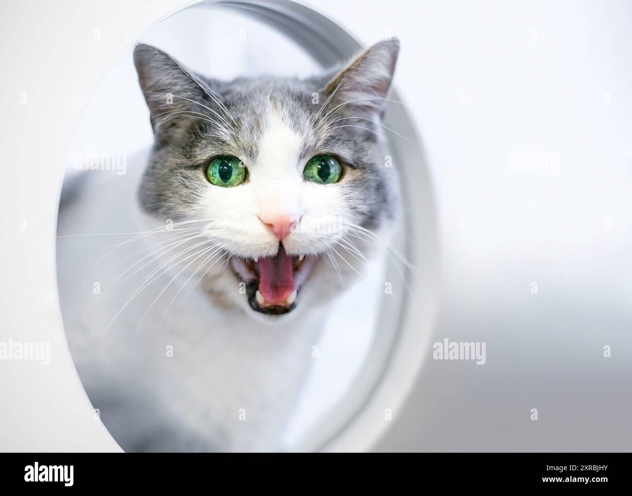 Un gatto shorthair meowing o vocalizing con la sua bocca larga aperta Foto Stock