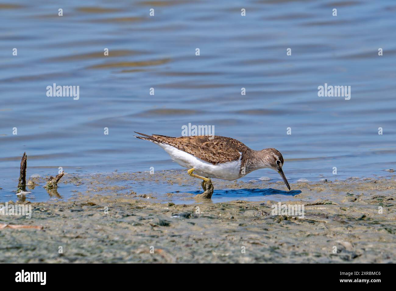 sandpiper comune (Actitis hypoleucos / Tringa hypoleucos) per la raccolta di invertebrati nel fango lungo la riva dello stagno nella palude salata / salina in estate Foto Stock