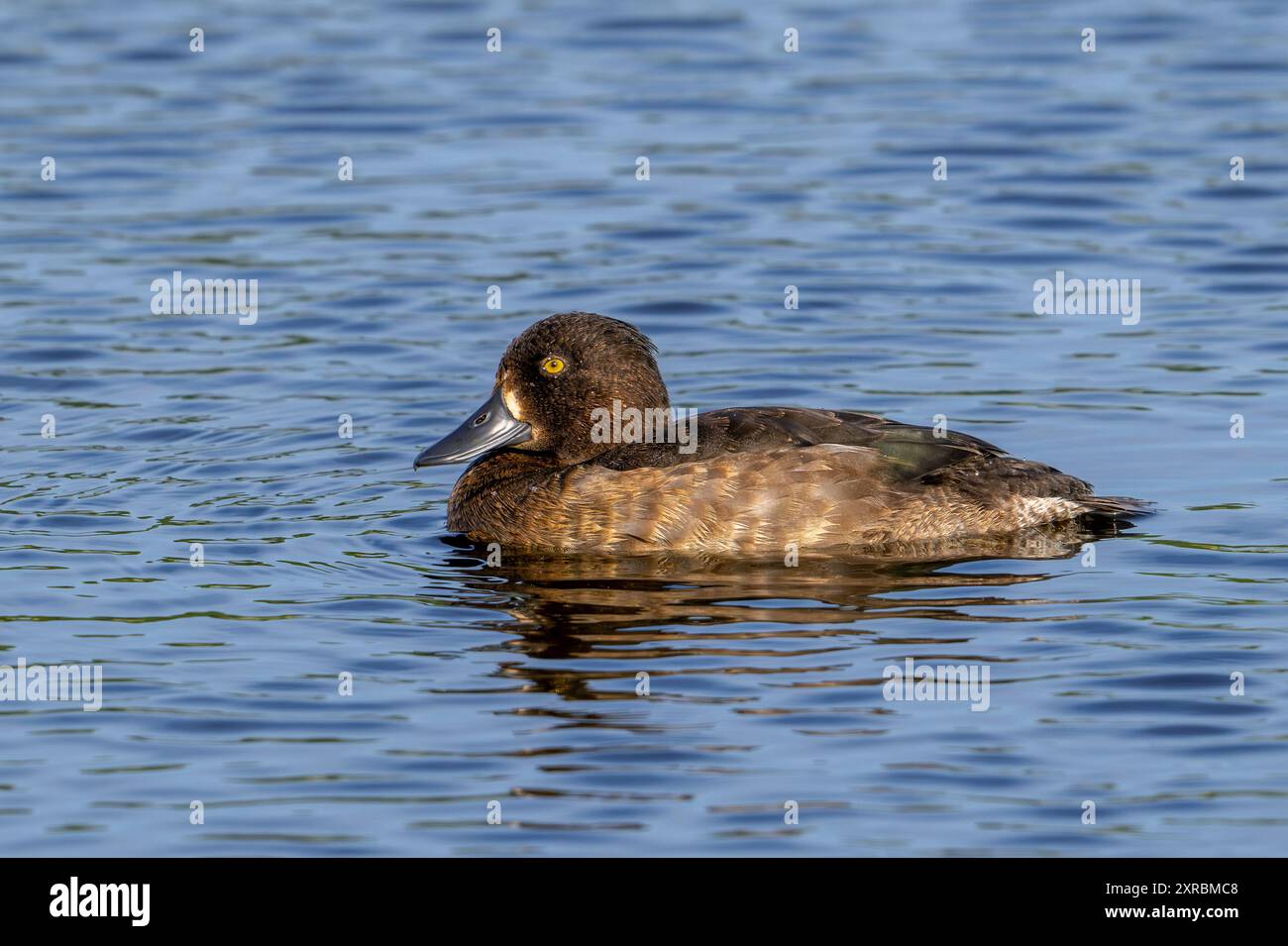 Anatra tufata / frutteto tufted (Aythya fuligula / Anas fuligula), donna adulta che nuota nel lago in estate Foto Stock