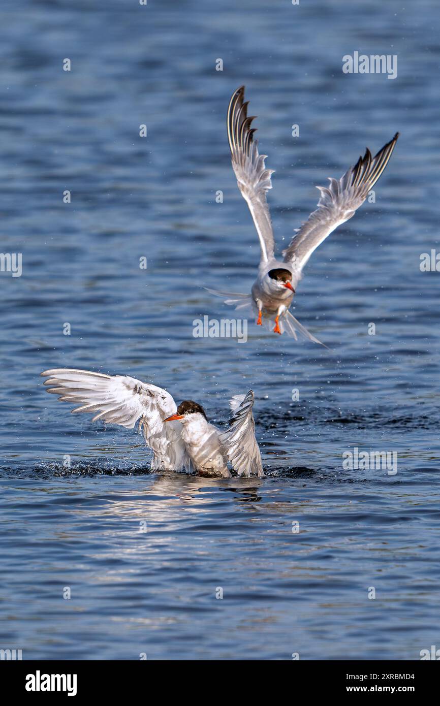 Terna comune (Sterna hirundo) che spruzza in acqua dolce / lago di acqua dolce per pulire le piume in estate Foto Stock