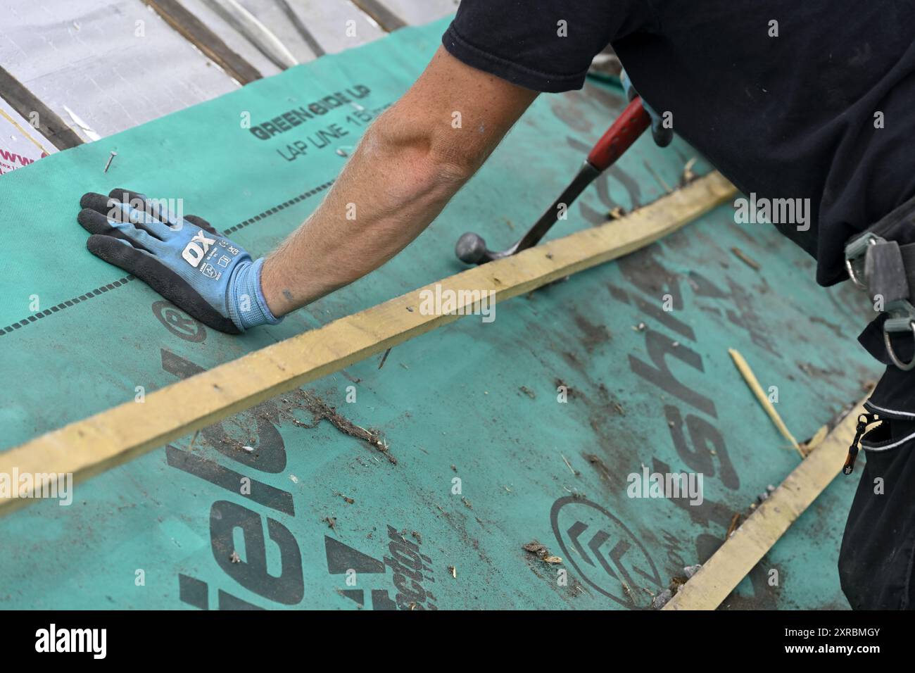 Lavori di copertura, uomo sul tetto che rimuove la vecchia membrana di sfiato per il rinnovo prima di sostituire le piastrelle, Regno Unito Foto Stock