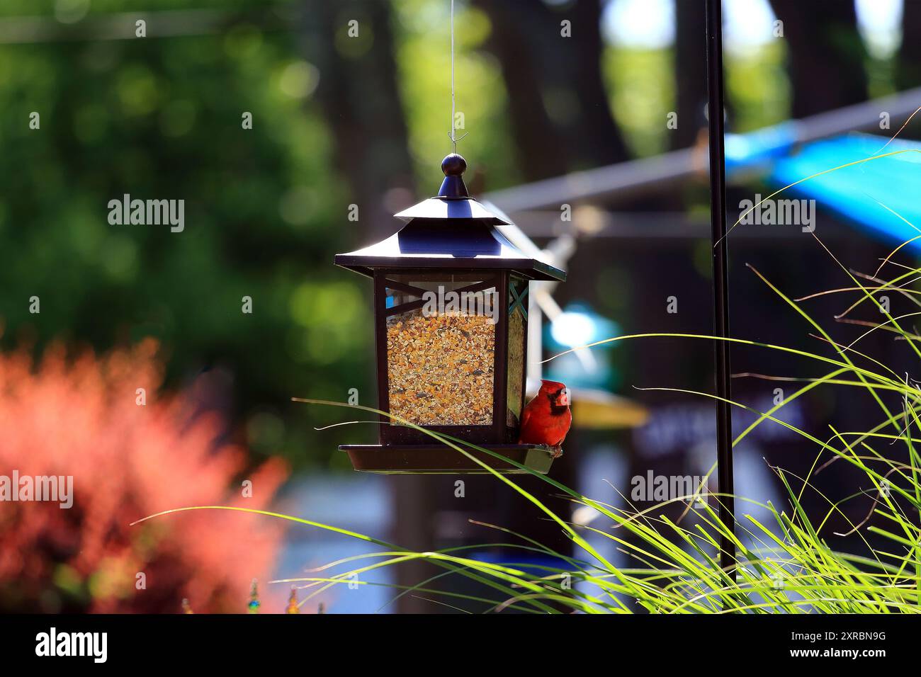 Cardinale settentrionale maschio sull'allevamento di uccelli Long Island New York Foto Stock