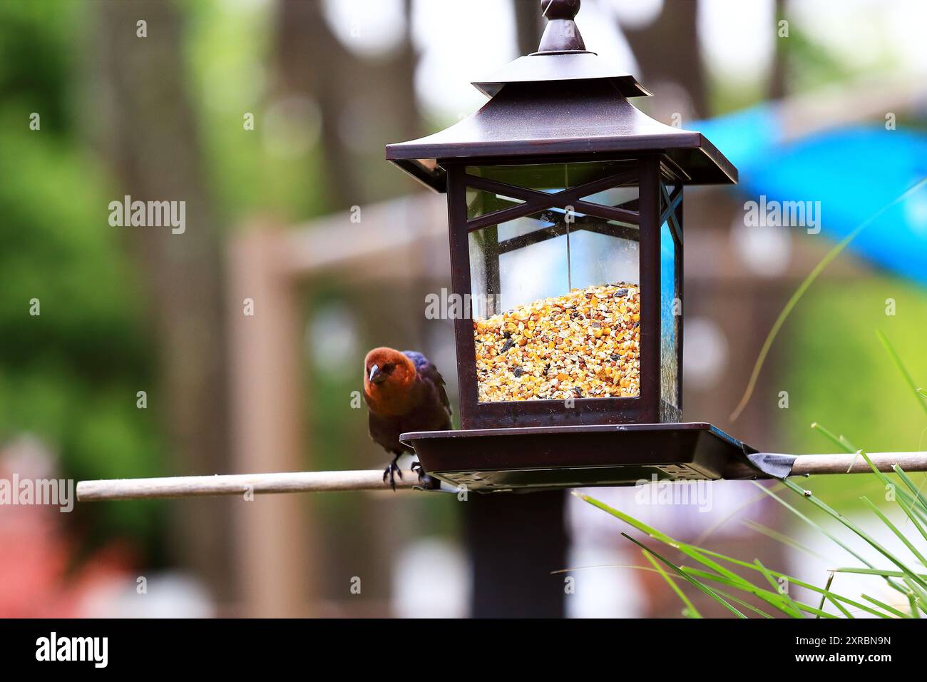 Cowbird sull'allevamento di uccelli Long Island New York Foto Stock