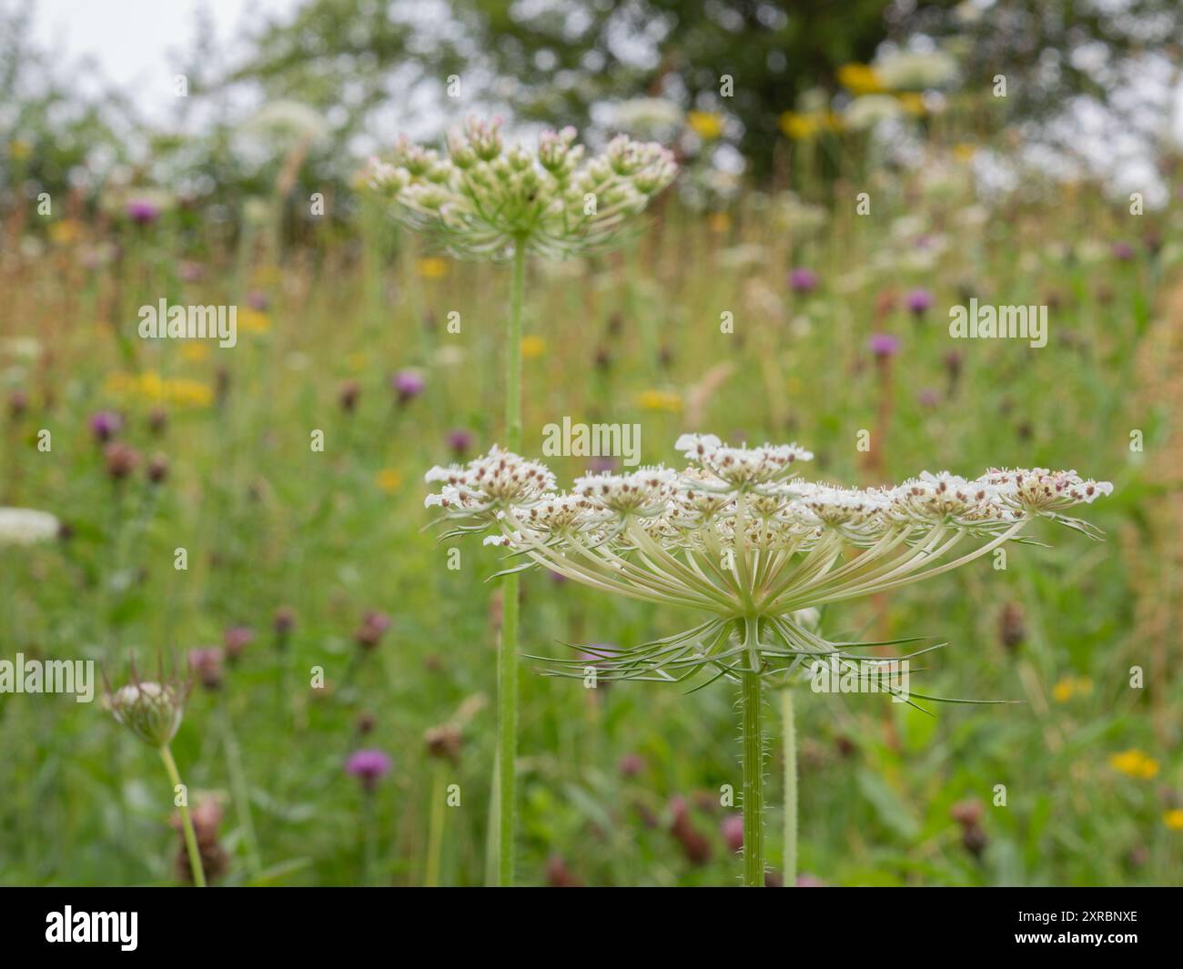 Umbel del fiore di carota selvatico (Daucus carota) che cresce in un prato di fiori selvatici nella campagna britannica per attirare la fauna selvatica e promuovere la biodiversità Foto Stock