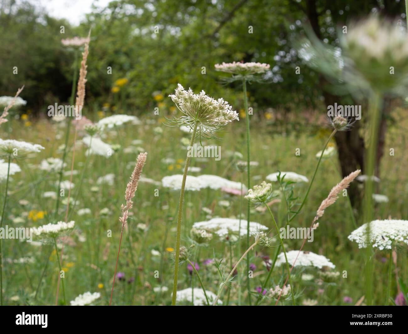 Primo piano di un prato estivo di fiori selvatici nativi britannici, tra cui carote selvatiche (daucus carota) e erbe a livello degli occhi nei bianchi e nei verdi tenui Foto Stock
