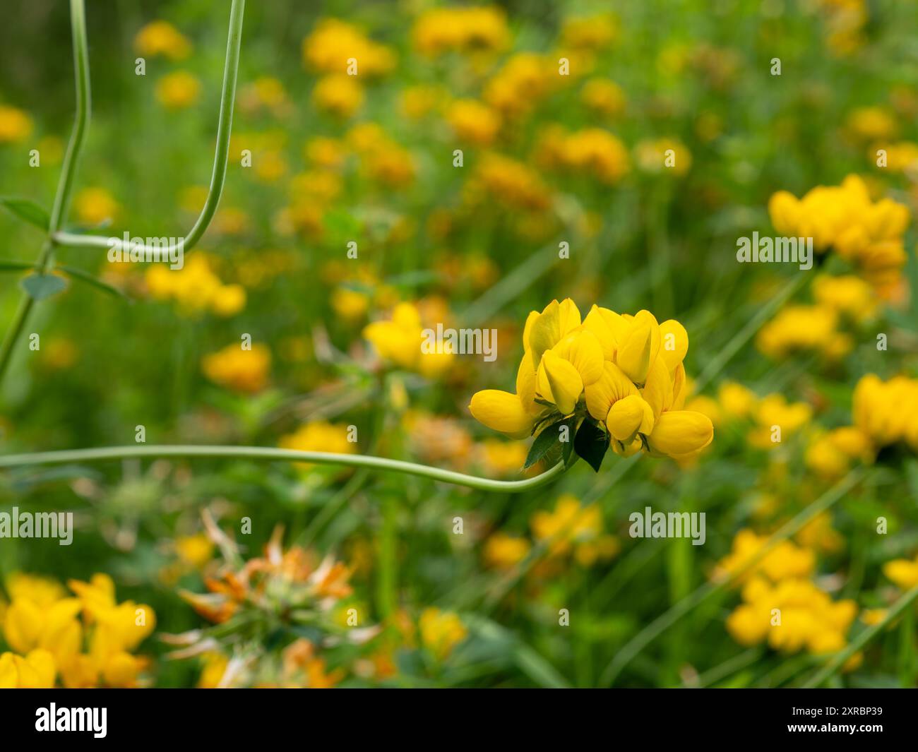 Greater Bird's Foot Trefoil (Lotus penduculatus) da vicino e cresce come un comune fiore selvatico perenne autoctono in un prato umido in Gran Bretagna Foto Stock