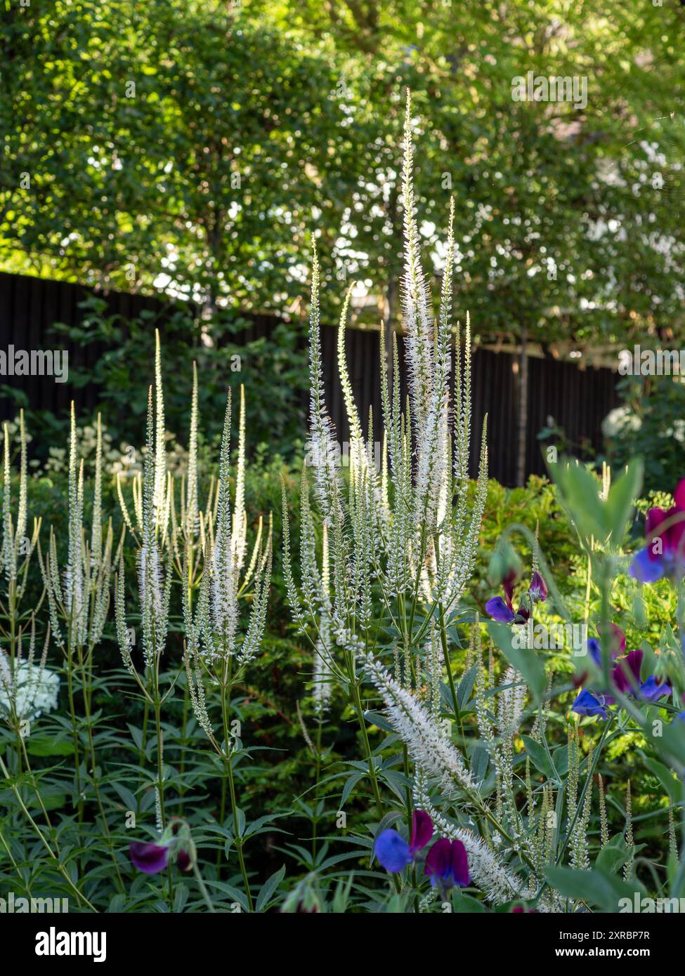 Le alte guglie bianche della pianta Veronicastrum virginicum 'album' che creano struttura in un bordo del giardino contro una recinzione scura in luce solare opaca Foto Stock