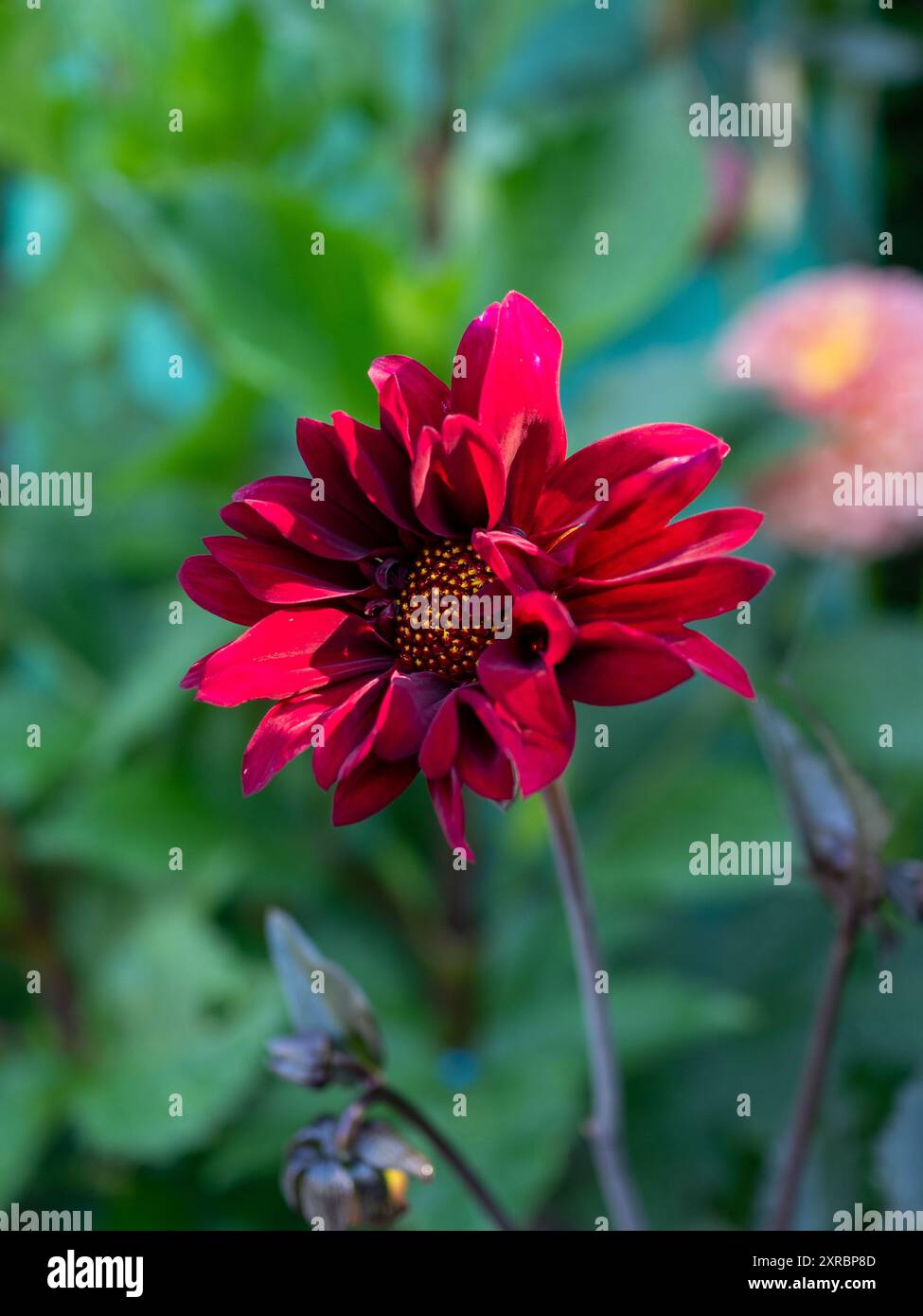 Un singolo fiore di Dahlia 'Vescovo di Canterbury' alla luce del sole soffocato in un giardino britannico al confine tra la fine dell'estate e l'inizio dell'autunno Foto Stock