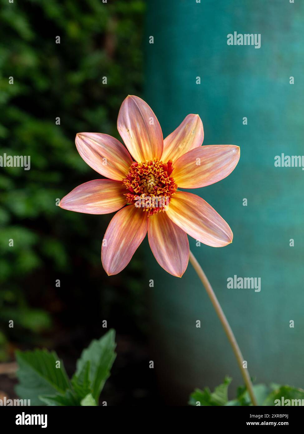 Fiore singolo arancione dahlia 'Totally Tangerine' su uno sfondo verde e turchese in un giardino britannico in tarda estate / autunno Foto Stock